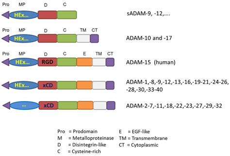 Human ADAM 15 (Disintegrin and metalloproteinase domain 